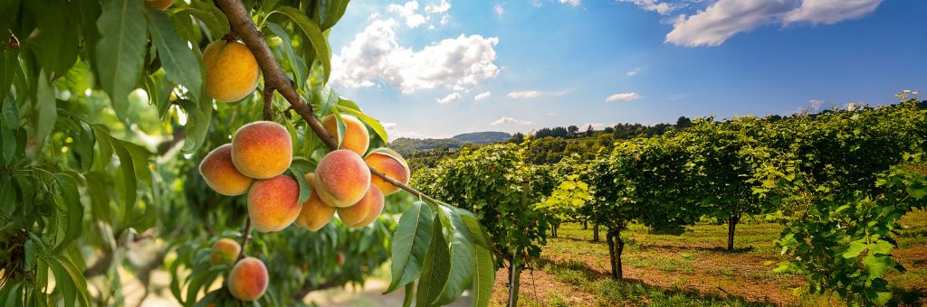 Arboriculture-viticulture-salon-sitevi-montpellier