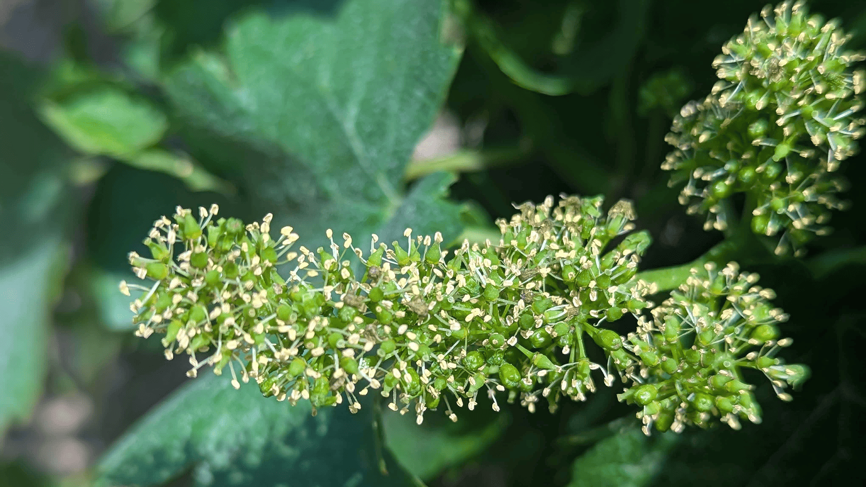 Floraison-vigne
