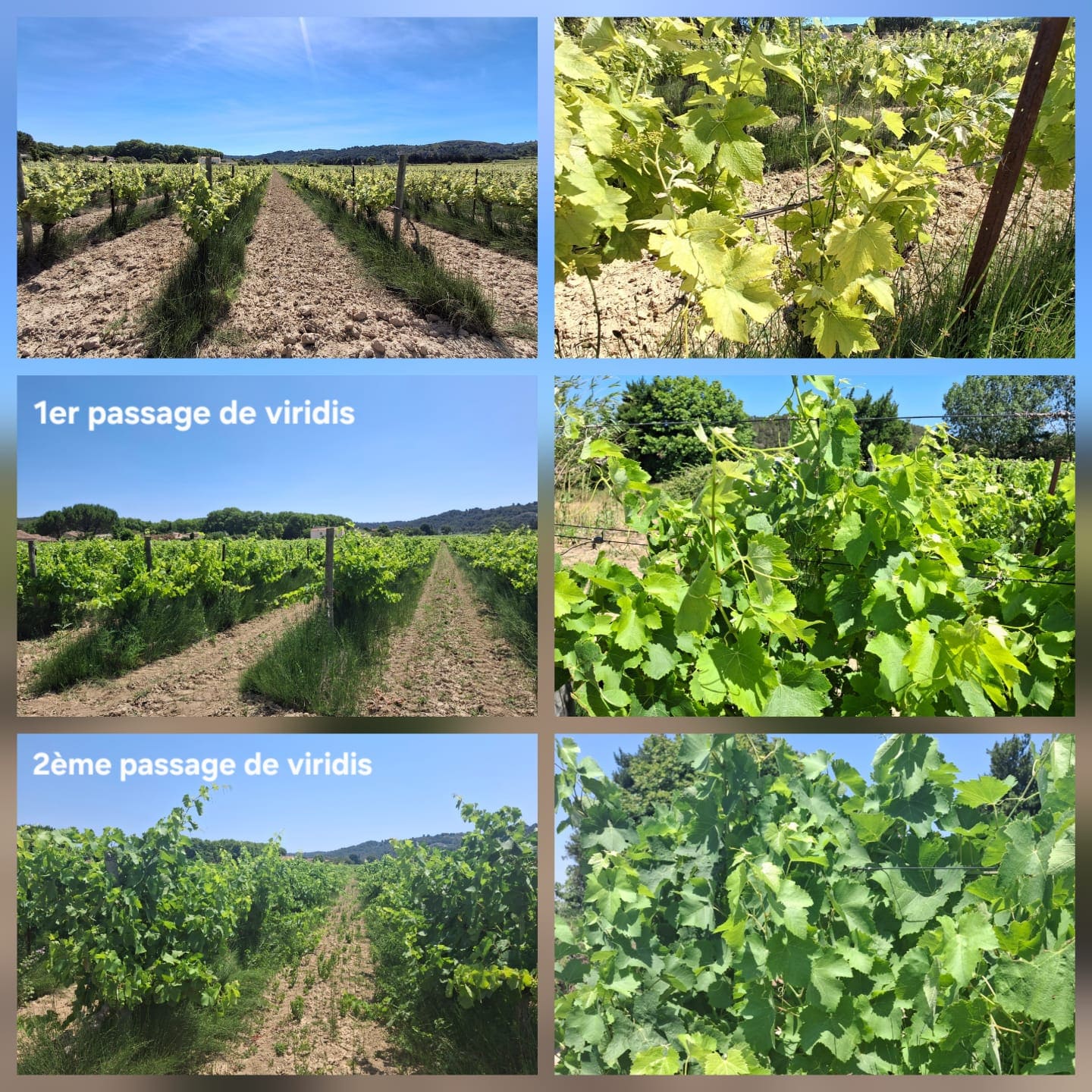Vigne-biostimulant-chlorose-ferrique