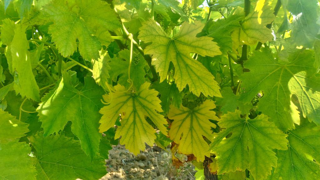chlorose ferrique vigne feuille