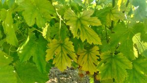 chlorose ferrique vigne feuille