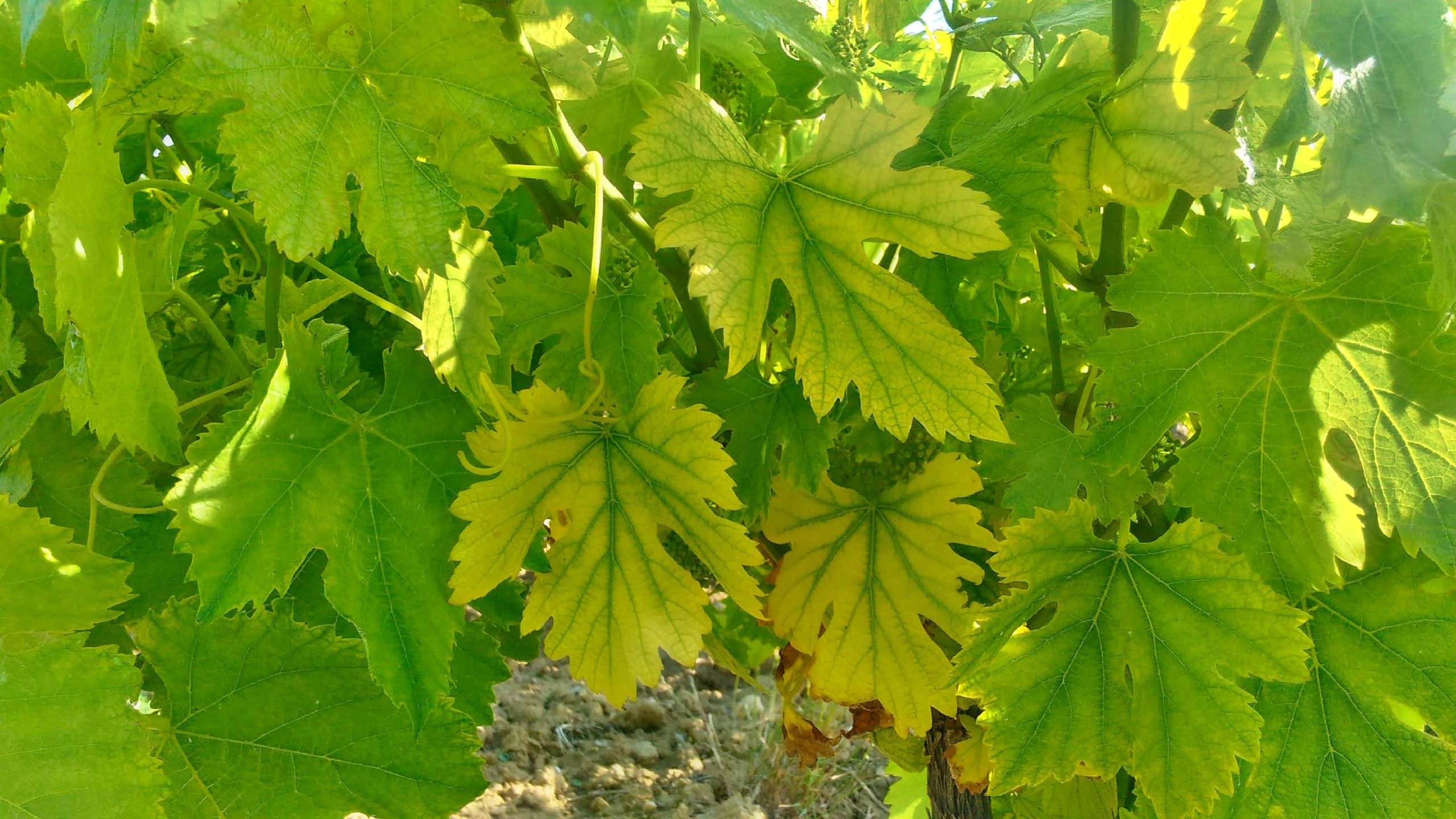 chlorose ferrique vigne feuille