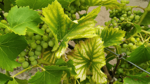 manganese-vigne