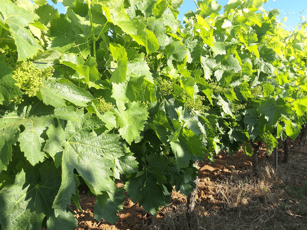 vigne-nouaison-rendement