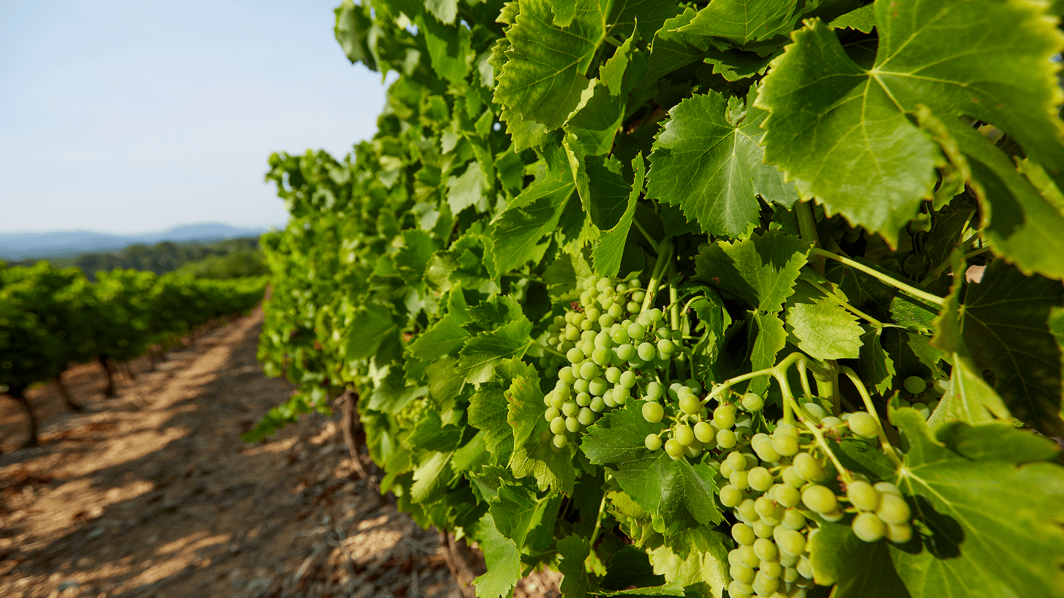 Vigne-grappe-rendement