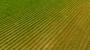 vigne-rendement-secheresse