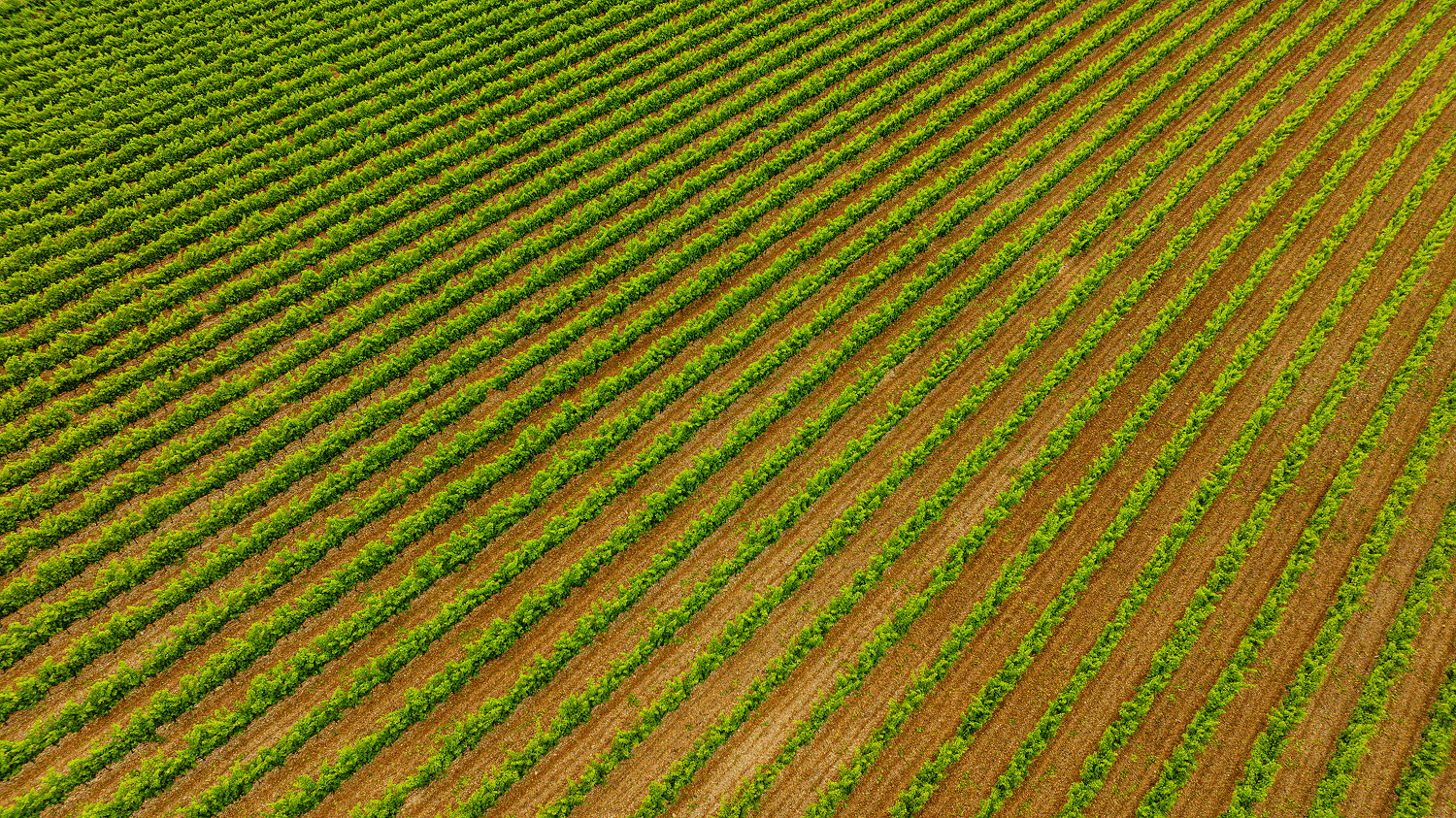 vigne-rendement-secheresse