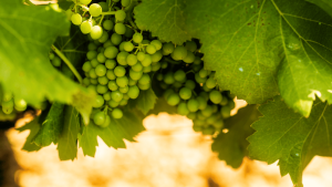remise-vigne-amendement-organique