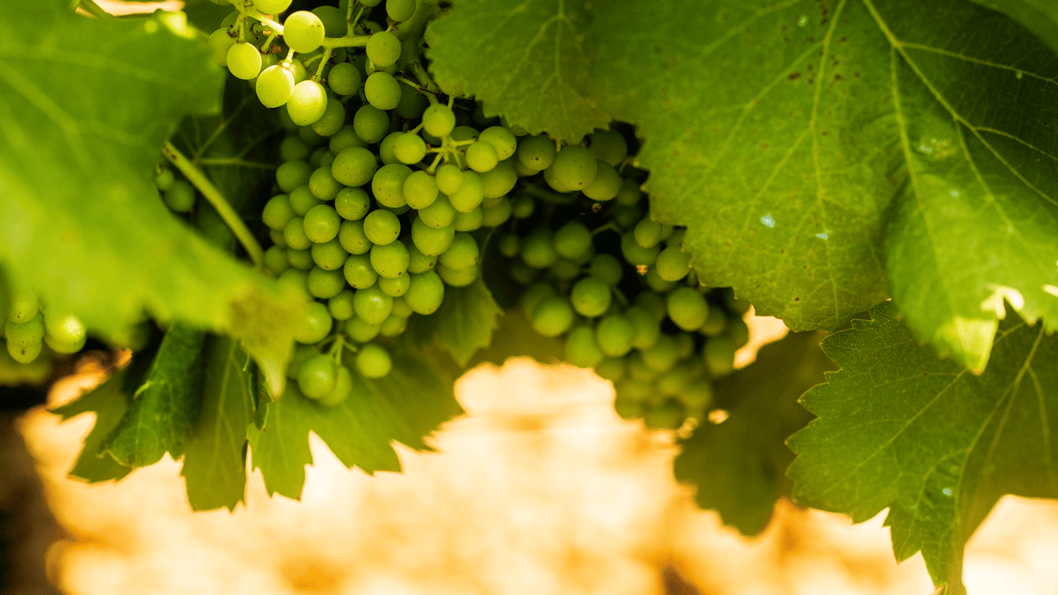 remise-vigne-amendement-organique