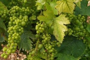 Floraison-vigne-vendange-grain