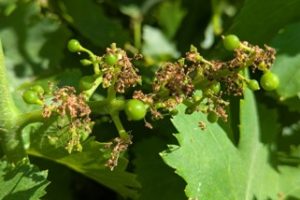 Floraison-vigne-vendange-grain