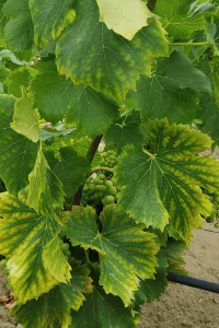 Magnésie-vigne-grenache-gris-Aigues-Mortes