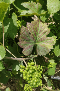 Magnesie-vigne-pinot-noir